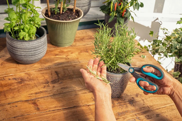 Ciseaux à herbes HerbCut - GARDENA - 12214-20